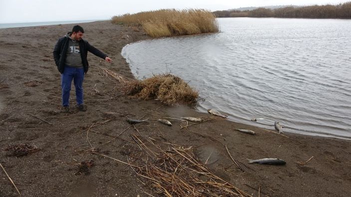 d Çanakkale’de çay ile denizin birleştiği noktada balık ölümleri -6
