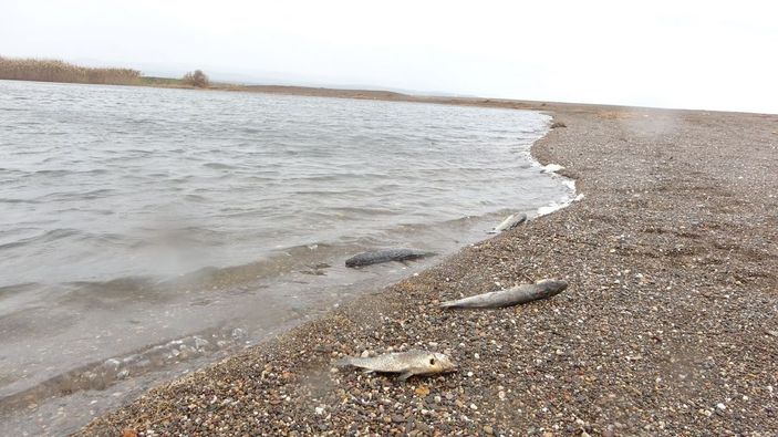 Çanakkale’de çay ile denizin birleştiği noktada balık ölümleri -1