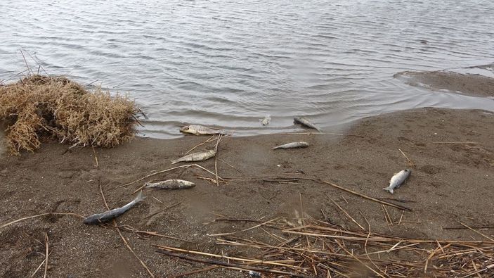 Çanakkale’de çay ile denizin birleştiği noktada balık ölümleri -5