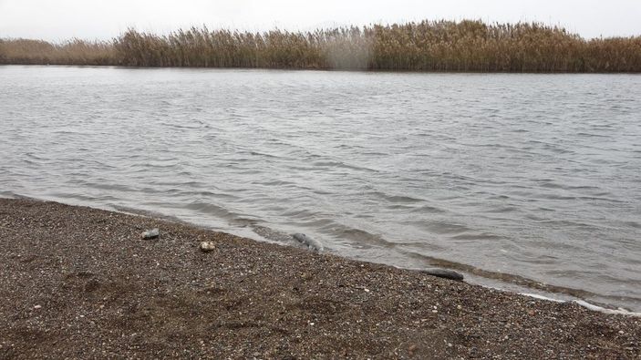 Çanakkale’de çay ile denizin birleştiği noktada balık ölümleri -4