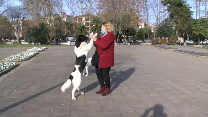 Pendik'te hayvanseverin köpeğe zarar verdiğini iddia ettiği kişiye tepkisi kamerada -1