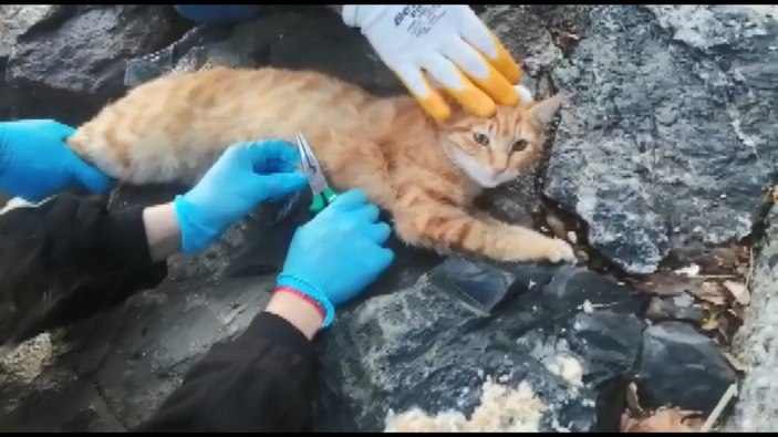 Sahillerde bırakılan misinalar, olta uçları kedilerin ölümüne yol açıyor -8