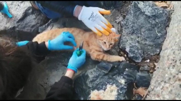 Sahillerde bırakılan misinalar, olta uçları kedilerin ölümüne yol açıyor -9