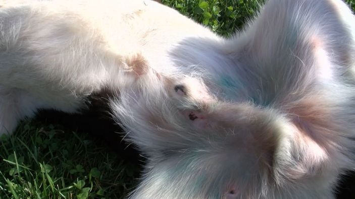 Pendik'te hayvanseverin köpeğe zarar verdiğini iddia ettiği kişiye tepkisi kamerada -3