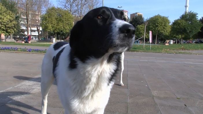 Pendik'te hayvanseverin köpeğe zarar verdiğini iddia ettiği kişiye tepkisi kamerada -6