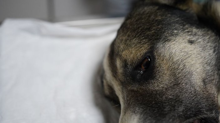 Başakşehir'de magandalar sokak köpeğini vurdu