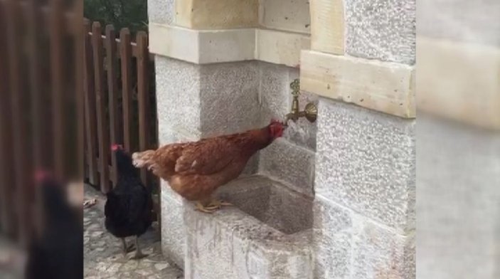 Çeşmeden su içen tavuk görenlere tebessüm ettirdi -1