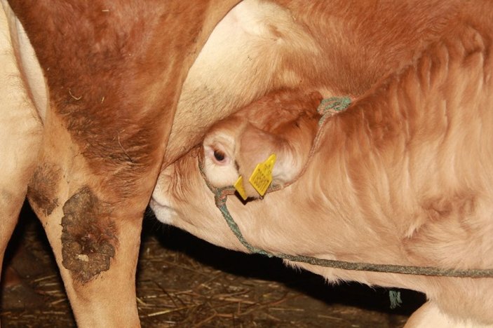 Yeni yılın ilk buzağılarına korona aşısını bulan Türk çiftin isimlerini verdi -4