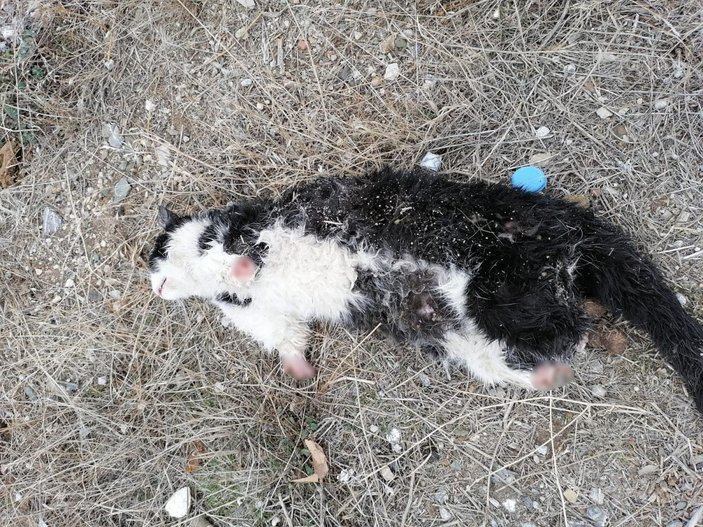 Çorum'da patileri kesilmiş kedi ölüsü bulundu -4