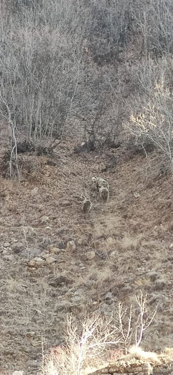 Kar yağmayınca onları da uyku tutmadı, anne ve 2 yavru boz ayı görüntülendi -3