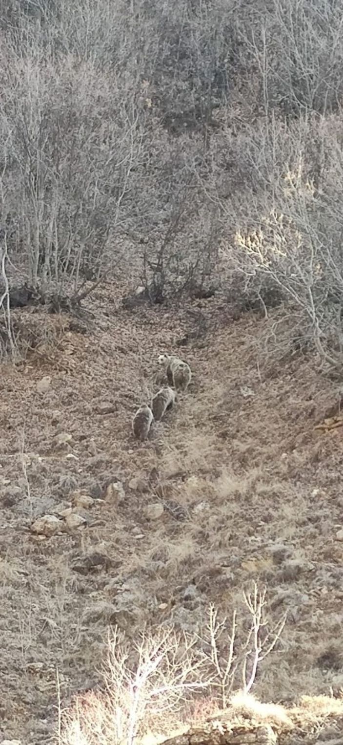 Kar yağmayınca onları da uyku tutmadı,  anne ve 2 yavru boz ayı görüntülendi -2