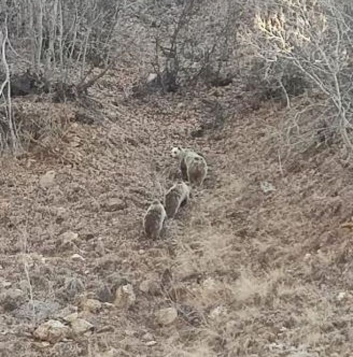 Kar yağmayınca onları da uyku tutmadı,  anne ve 2 yavru boz ayı görüntülendi -1