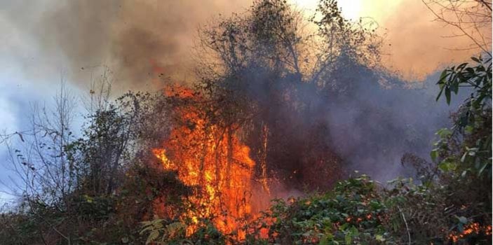 Doğu Karadeniz’de, 4 ilde, 23 noktada yangın; ekipler müdahale ediyor   -7