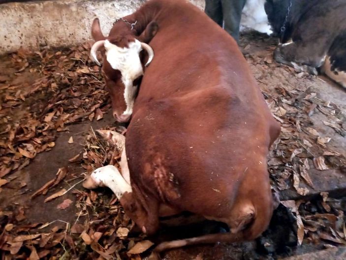 Telef olan inekleri için gözyaşı dökerken bayıldı -5