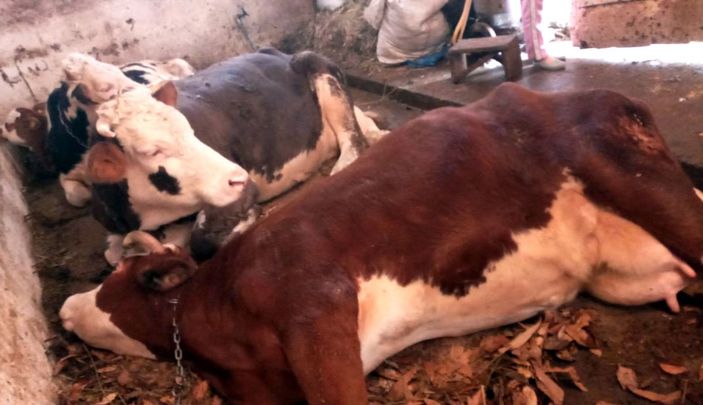Telef olan inekleri için gözyaşı dökerken bayıldı -4