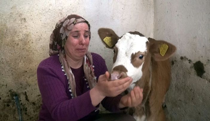Telef olan inekleri için gözyaşı dökerken bayıldı -2