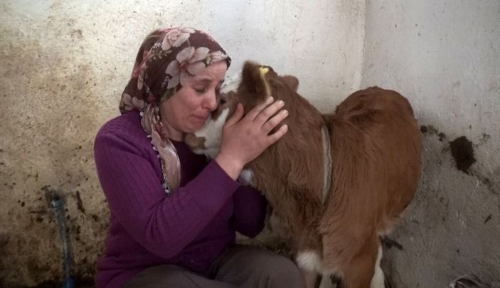 Telef olan inekleri için gözyaşı dökerken bayıldı -1