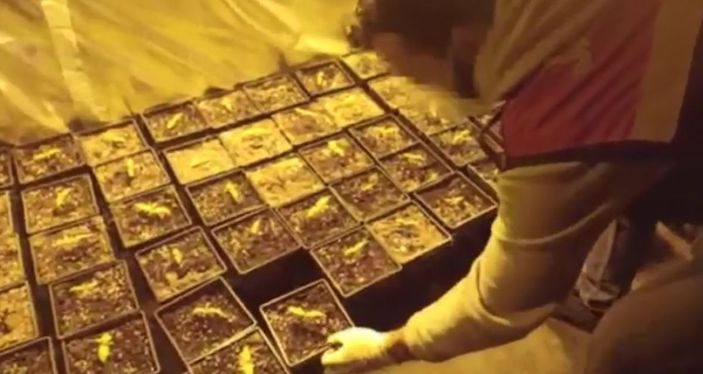 Avcılar'da uyuşturucu serasına dönüştürülen terasa baskın kamerada -5