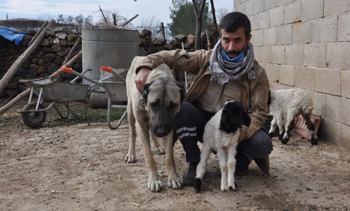 Kangal köpeği, kuzuya annelik yapıyor  -5