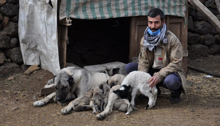 Kangal köpeği, kuzuya annelik yapıyor  -4