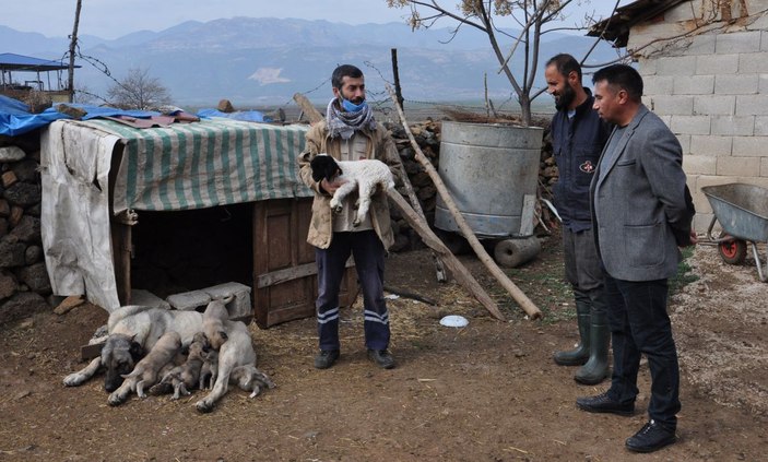 Kangal köpeği, kuzuya annelik yapıyor  -6