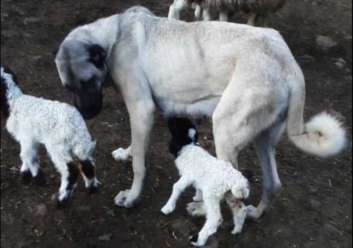 Kangal köpeği, kuzuya annelik yapıyor  -7