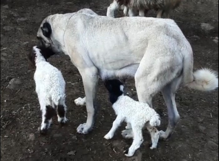 Kangal köpeği, kuzuya annelik yapıyor  -3