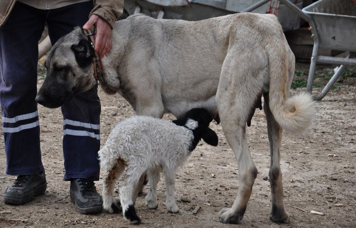 Kangal köpeği, kuzuya annelik yapıyor  -1