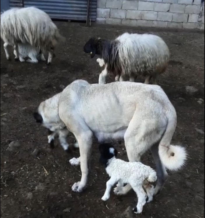 Kangal köpeği, kuzuya annelik yapıyor  -8