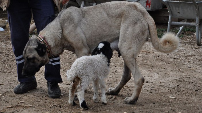 Kangal köpeği, kuzuya annelik yapıyor  -10