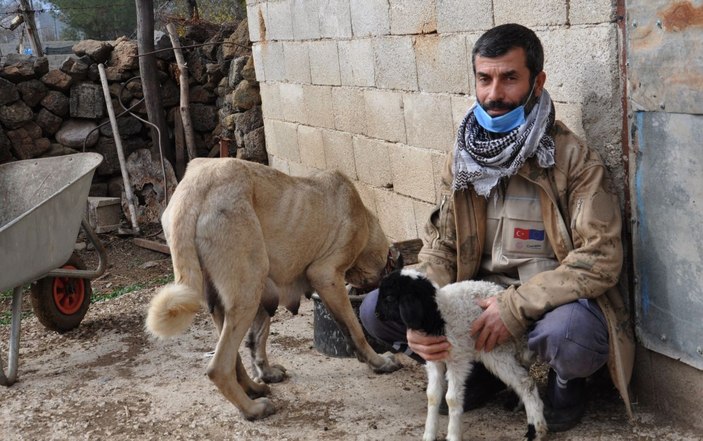Kangal köpeği, kuzuya annelik yapıyor  -9