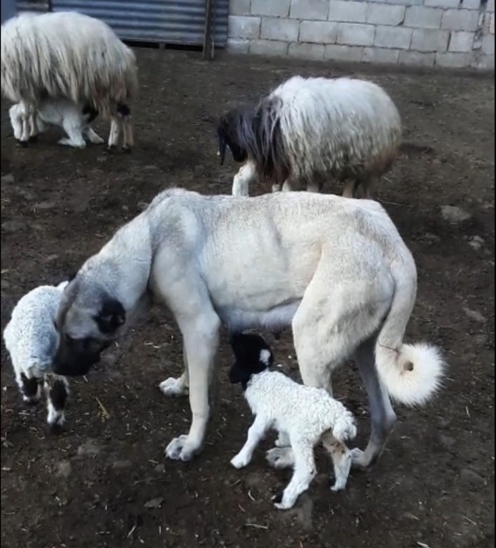 Kangal köpeği, kuzuya annelik yapıyor  -2