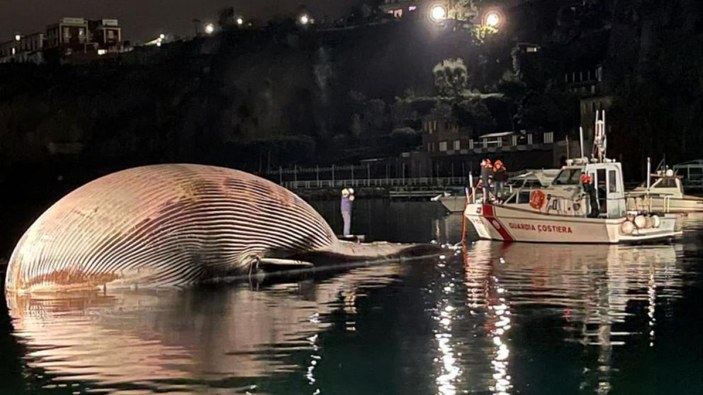 İtalya’da 70 tonluk ölü balina kıyıya vurdu -2