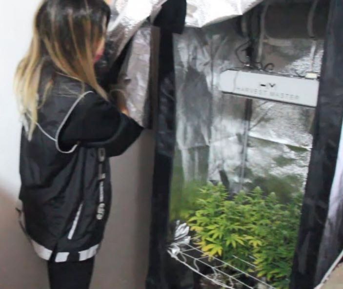 Hint keneviri yetiştirmek için kıyafet dolabına ve odalara özel düzenek kurmuşlar -1