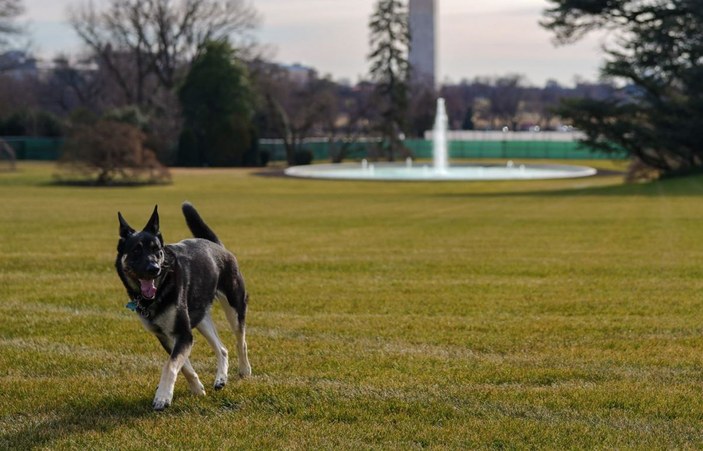 ABD Başkanı Joe Biden sahiplendiği iki köpeği Beyaz Saray’a taşıdı -2