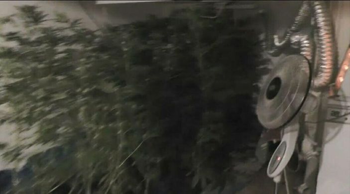 Hint keneviri yetiştirmek için kıyafet dolabına ve odalara özel düzenek kurmuşlar -2