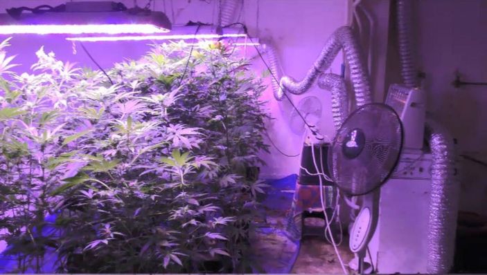 Hint keneviri yetiştirmek için kıyafet dolabına ve odalara özel düzenek kurmuşlar -7