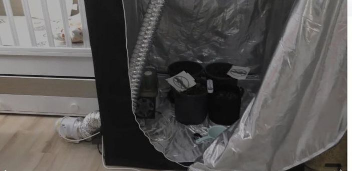 Hint keneviri yetiştirmek için kıyafet dolabına ve odalara özel düzenek kurmuşlar -6