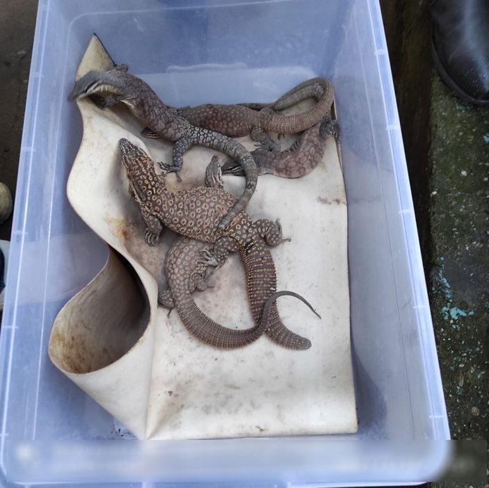 Pendik'te 40 canlı hayvanın ele geçirildiği kaçakçılık operasyonu kamerada -8