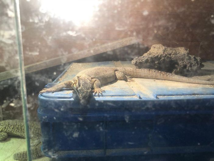 Pendik'te 40 canlı hayvanın ele geçirildiği kaçakçılık operasyonu kamerada -1