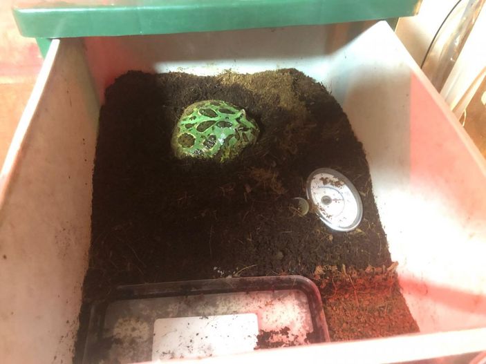 Pendik'te 40 canlı hayvanın ele geçirildiği kaçakçılık operasyonu kamerada -4