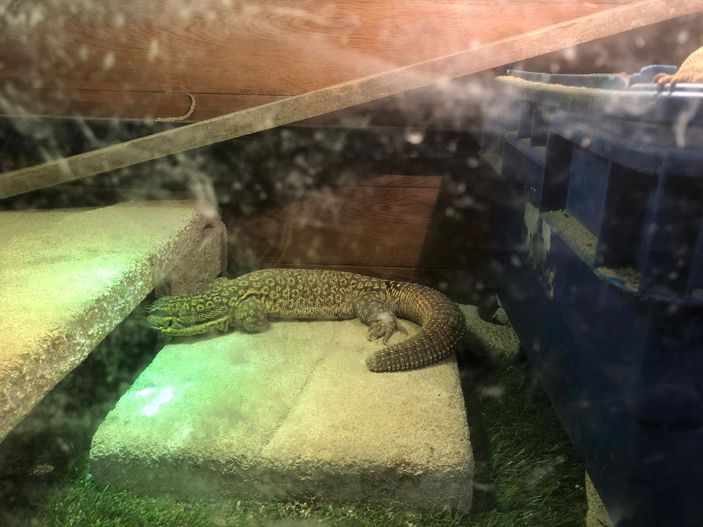 Pendik'te 40 canlı hayvanın ele geçirildiği kaçakçılık operasyonu kamerada -3