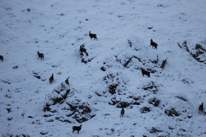 Tunceli'de, koruma altındaki şamualar görüntülendi -2