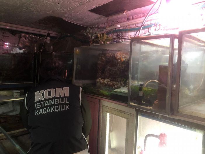 Pendik'te 40 canlı hayvanın ele geçirildiği kaçakçılık operasyonu kamerada -6