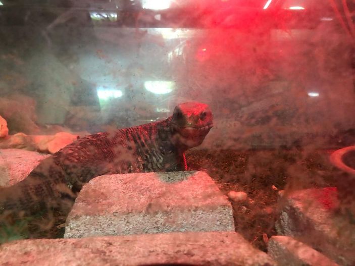 Pendik'te 40 canlı hayvanın ele geçirildiği kaçakçılık operasyonu kamerada -2