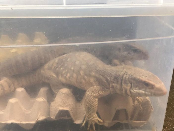 d Pendik'te 40 canlı hayvanın ele geçirildiği kaçakçılık operasyonu kamerada -9