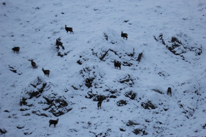 Tunceli'de, koruma altındaki şamualar görüntülendi -1