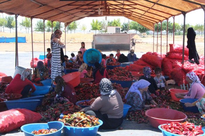 Şanlıurfa'ya 'İsot Müzesi' kurulacak -3