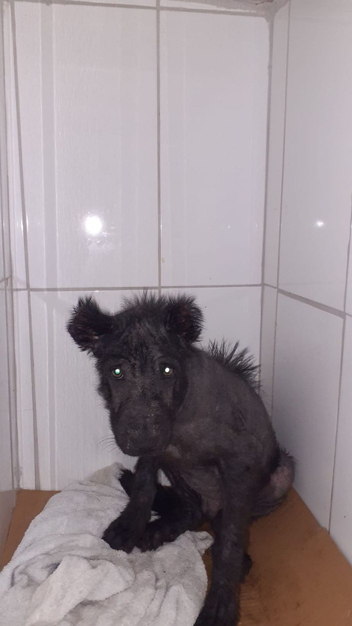 Kocaeli köpek tedavi