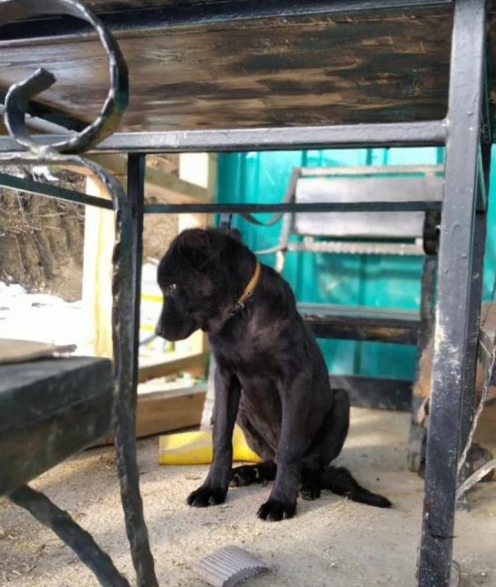 Kocaeli köpek tedavi